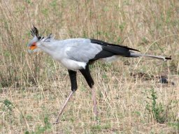 Bologonja_Seronera2009-31